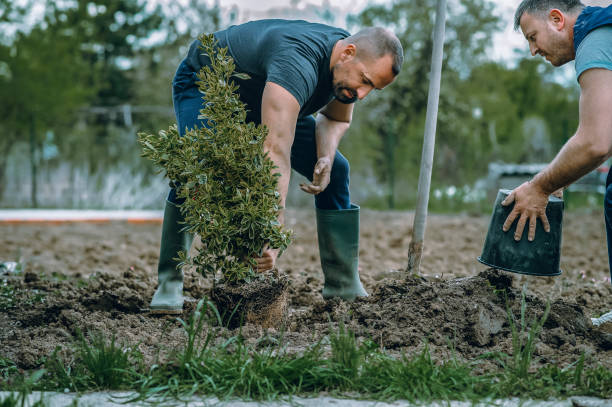 Best Tree Trimming and Pruning  in Silsbee, TX